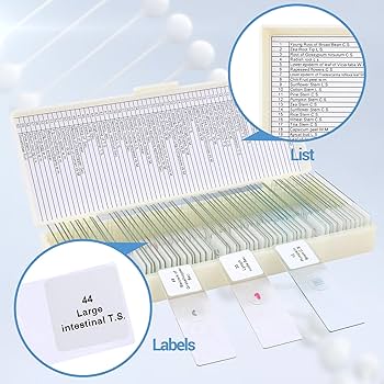 顕微鏡プレパラート　生理　30種　昭和物 顕微鏡プレパラート 生理 30種 昭和物
